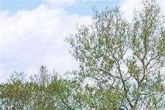 【完结】《偏执大佬的小娇妻人美路子野》小说顾九笙君司瑾全章节阅读