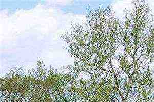 【完结】《偏执大佬的小娇妻人美路子野》小说顾九笙君司瑾全章节阅读