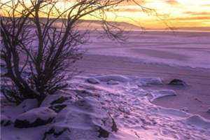 梨花落尽恨见你小说 苏阮梨陆司越在线阅读 第1张