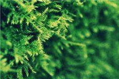 将军之女小说-林楚楚宁琛小说完整版阅读