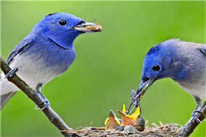 (全章节)盛君烈叶灵全文免费阅读