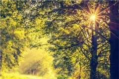 许念的野玫瑰最新小说许念唐添添大结局阅读