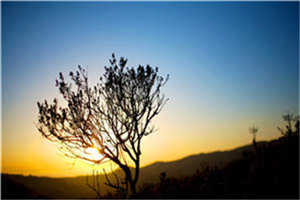 缓缓归胡式微简笙全文小说最新阅读