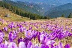 洛花棠玄烬小说目录列表阅读