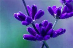 姜凝郁璟言陆之尧小说全本全章节最新阅读