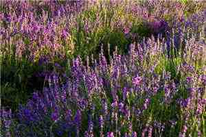 追了他四年陈佳顾霄小说章节目录列表阅读