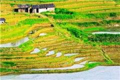 幸福的真谛顾墨林南星推荐小说阅读