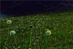 唐少的小作精会养蛊全章节小说章节目录阅读