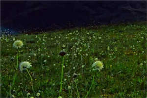 唐少的小作精会养蛊全章节小说章节目录阅读