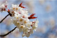 豪门真千金是玄学大佬沈时宜霍起云全文小说全章节目录阅读