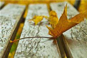 老婆参加节目我院士身份被曝光秦昊洛轻雪全文全章节小说阅读