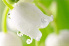 嫡女轻狂楚云萝萧沐黎最新章节小说阅读