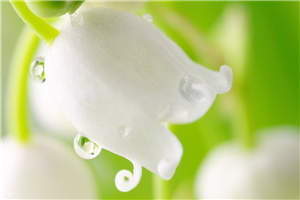 嫡女轻狂楚云萝萧沐黎最新章节小说阅读