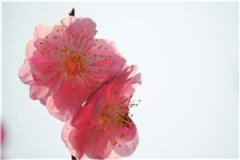 金牌村长主角陈翰王小月全章节大结局阅读