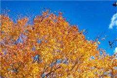 都市巅峰神医陈舟免费小说全章节阅读