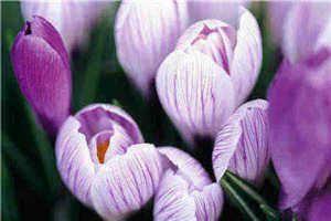 攻略男主太难撩江卿霍宸小说完结版章节目录阅读