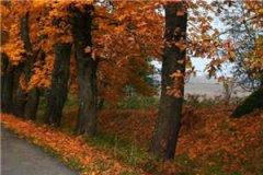 一别两宽吧谢明辰(谢明辰陈橙岁岁)全文免费阅读_一别两宽吧谢明辰最新章节列