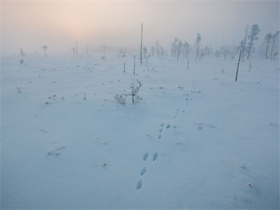正版小说任务放弃吧，他不要我了江时予温岚全文阅读-（江时予温岚）小说在线阅读