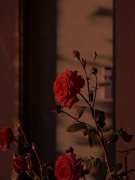林毅司悦小说（为了初恋，未婚妻任凭我命悬一线）无删减版阅读