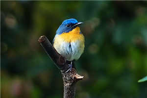 按摩师刘成刘雪小说免费