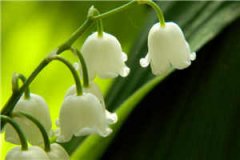 桃桃多肉 时拓po