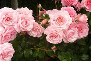 我穿越到全是女孩子的世界