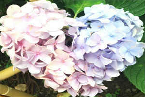 施主咬的贫僧好