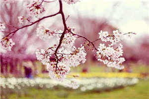 好的因缘,必要专心蕴蓄