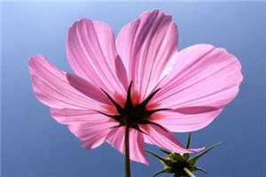 撩妻日常1v1青灯