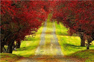 青梅竹马是消防员未增删