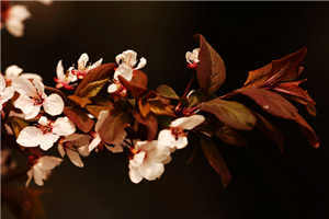 穿越农家三兄弟的幸福生活