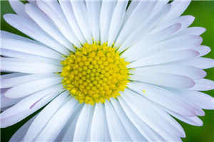 桃桃多肉 全文免费阅读