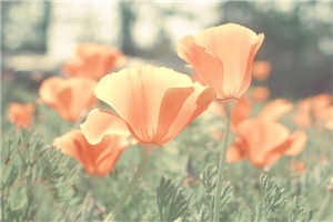 浅唱红尘,谁惹相思独怜