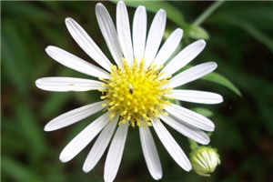 强迫臣服西无最 免费阅读