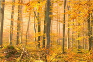 桃桃多肉 任落佳