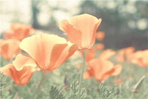 一个人,一辈子,一个字:“真”。