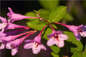 穿越农家三兄弟的幸福生活