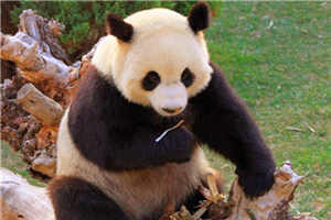 夜是你走后上帝送我的情人