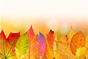 发疯日常接回豪门后我创衣香,霍云哲,林婉完本_发疯日常接回豪门后我创(衣香,霍云哲,林婉)