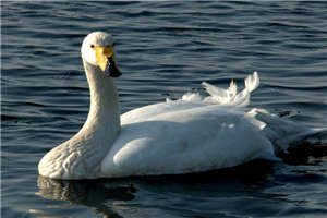 圣僧的坚硬全文阅读