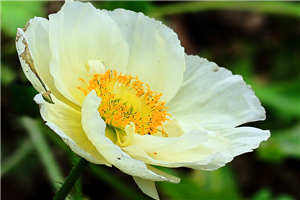 雨中含笑的丁香花