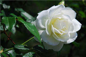 我的师父是王语嫣尽欢潮汐