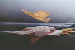 穿越农家三兄弟的幸福生活