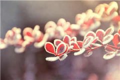 李峰陈雪by痞少本尊在线阅读