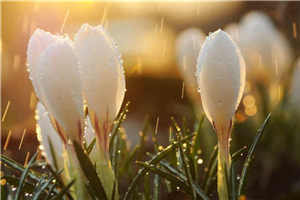 春夜宴从弟桃花园序教学设计7 人教课标版